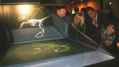 Archaeopteryx Hologramm