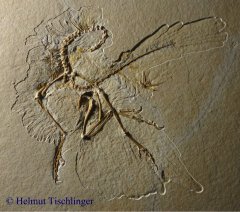 11. Archaeopteryx